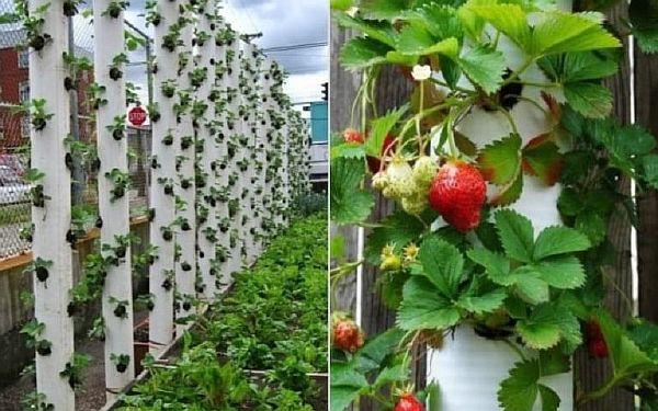 vertikal`naia griadka clubniki iz plastika Снимка – вертикално леха с ягоди, изработена от пластмаса