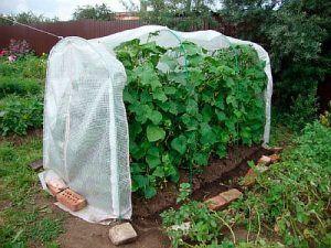 Снимка - Прост модел на оранжерия