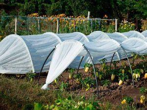 Снимка - Най-простата версия на оранжерия