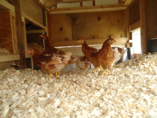 Снимка: Когато вентилацията в птицефермата работи, сухата постеля се задържа по-дълго